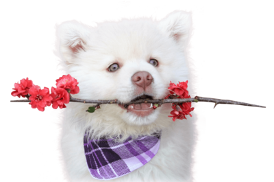 CRYSTAL PET SPA & BOUTIQUE, Mooca CRYSTAL PET SPA & BOUTIQUE, Mooca
