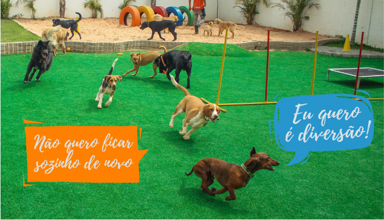 THE DOG PET CENTER, Vila Diva THE DOG PET CENTER, Vila Diva