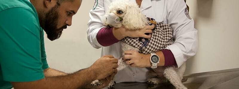 HOSPITAL VETERINÁRIO SANTA INÊS, Santana HOSPITAL VETERINÁRIO SANTA INÊS, Santana