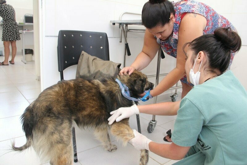 HOSPITAL PÚBLICO VETERINÁRIO, Jurubatuba HOSPITAL PÚBLICO VETERINÁRIO, Jurubatuba