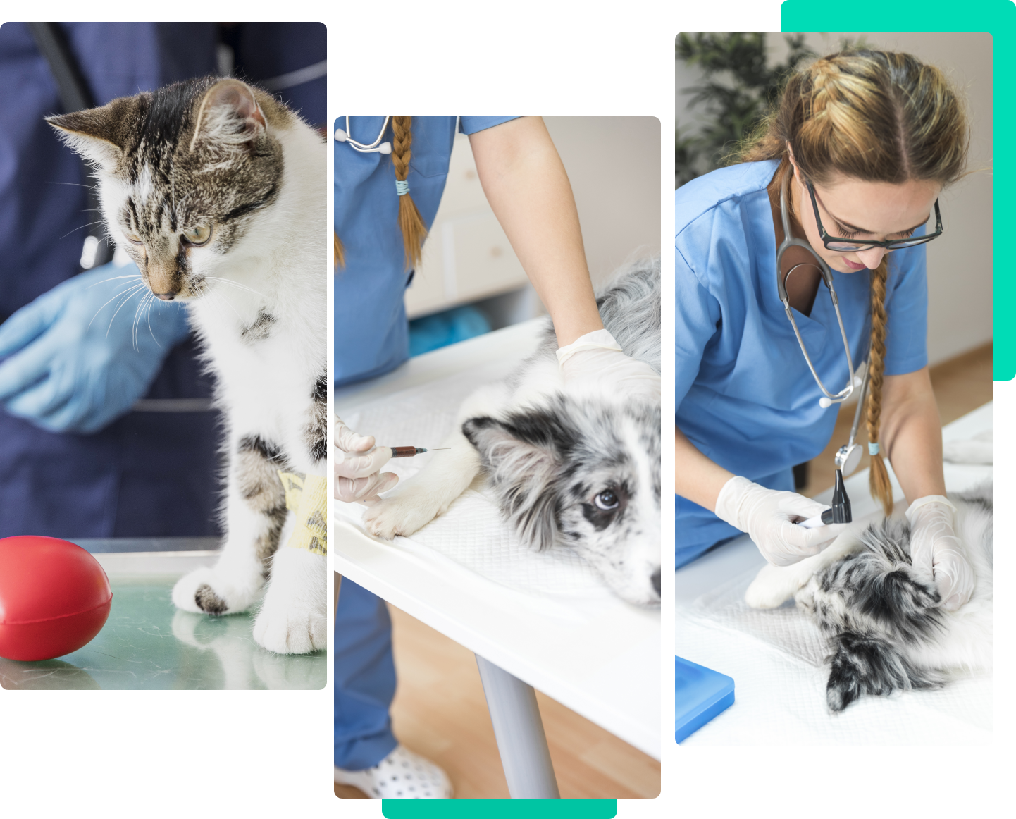 MASTERS VETERINÁRIA, Santo Amaro MASTERS VETERINÁRIA, Santo Amaro