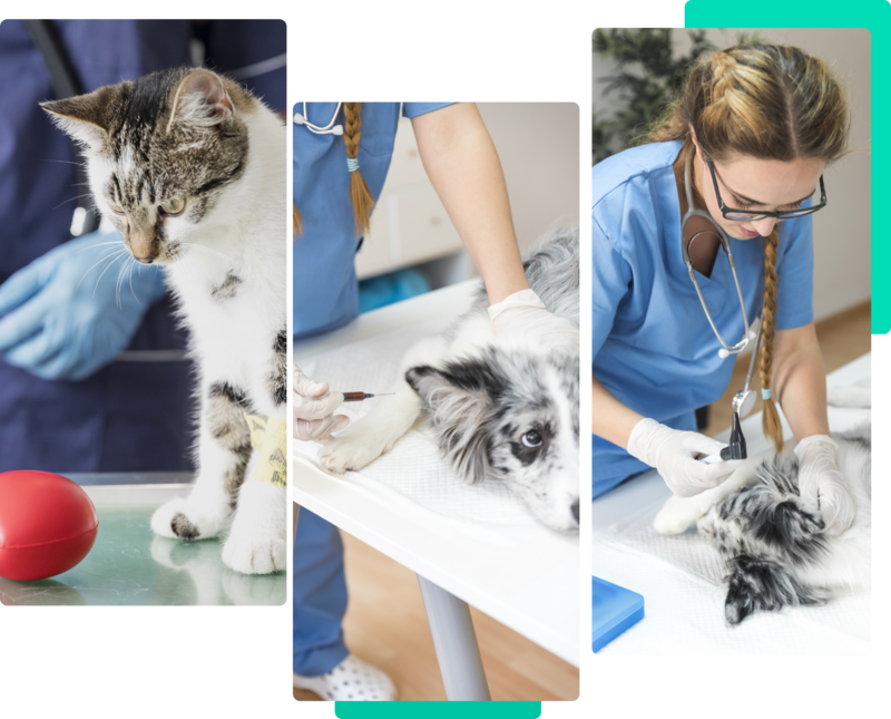 MASTERS VETERINÁRIA, Santo Amaro MASTERS VETERINÁRIA, Santo Amaro