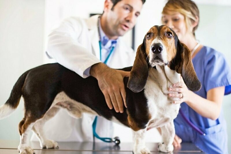 PAULISTANO CENTRO VETERINÁRIO, Itaquera PAULISTANO CENTRO VETERINÁRIO, Itaquera