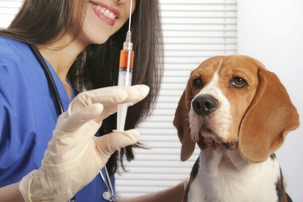 PET&VET CALIFÓRNIA, Santa Cecília