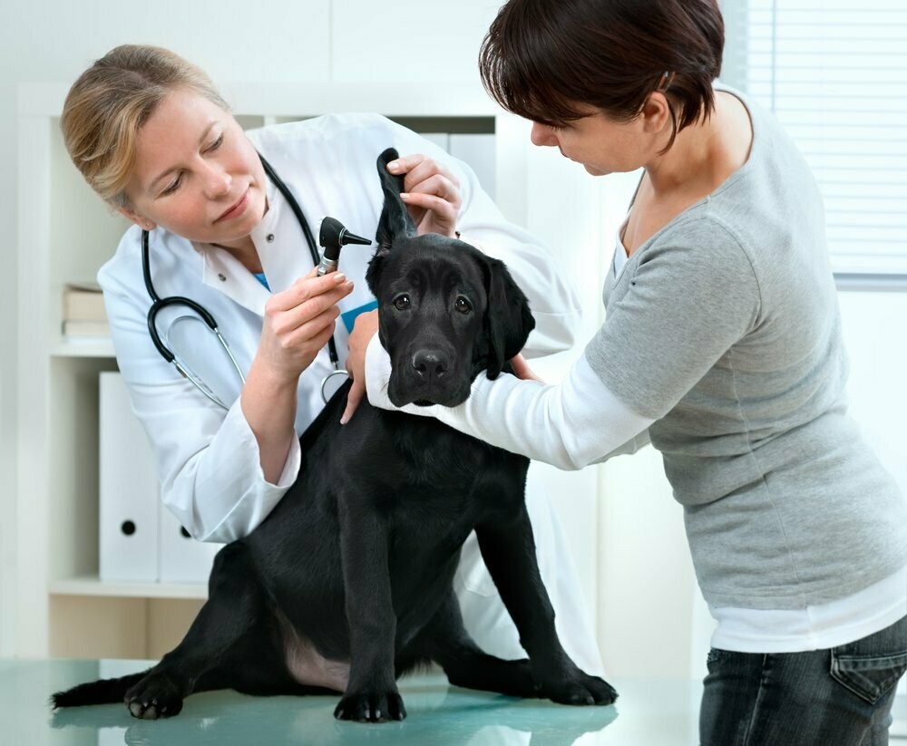 HOSPITAL VET CURA, Casa Verde HOSPITAL VET CURA, Casa Verde