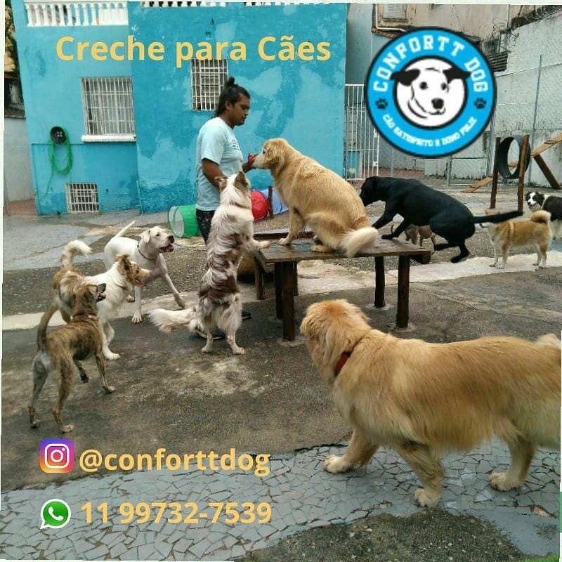 CONFORTT DOG Creche e Hotel, Aclimação