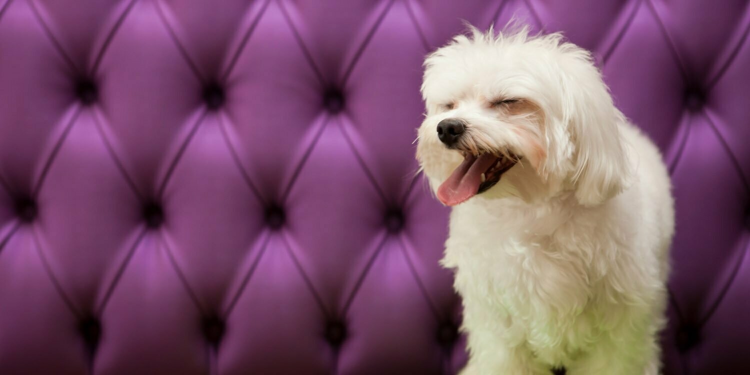 HOLIDAY PET, HOTEL, DAY CARE, Santa Cecília HOLIDAY PET, HOTEL, DAY CARE, Santa Cecília