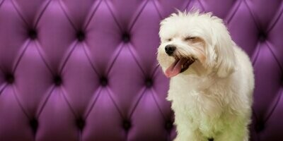 HOLIDAY PET, HOTEL, DAY CARE, Santa Cecília
