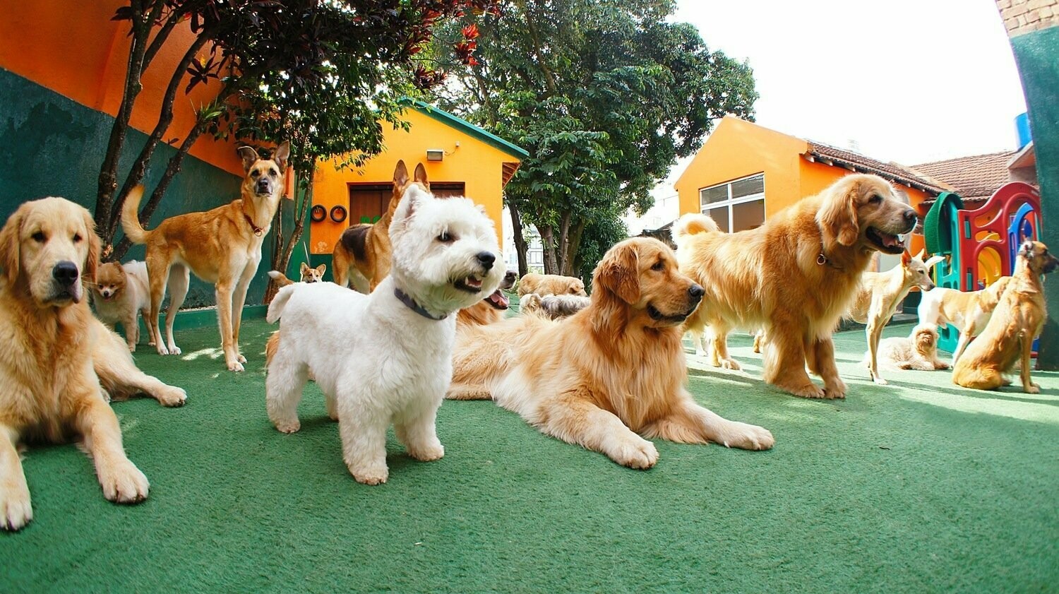 DOG CAMP, Pinheiros DOG CAMP, Pinheiros