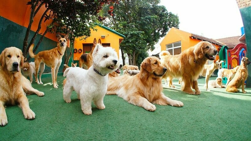 DOG CAMP, Pinheiros DOG CAMP, Pinheiros