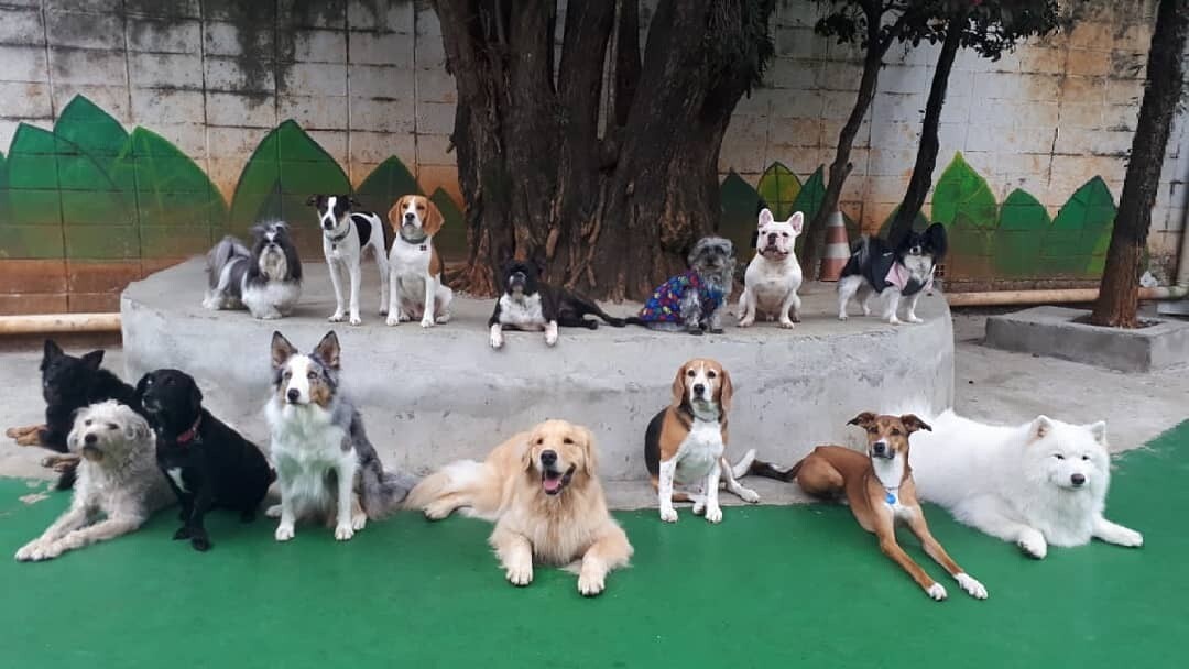 COISA DE CACHORRO Day Care e Hotel, Butantã COISA DE CACHORRO Day Care e Hotel, Butantã