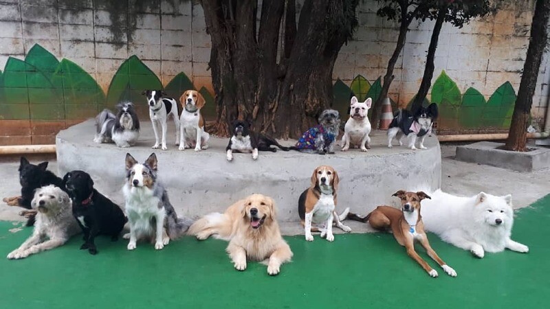 COISA DE CACHORRO Day Care e Hotel, Butantã COISA DE CACHORRO Day Care e Hotel, Butantã
