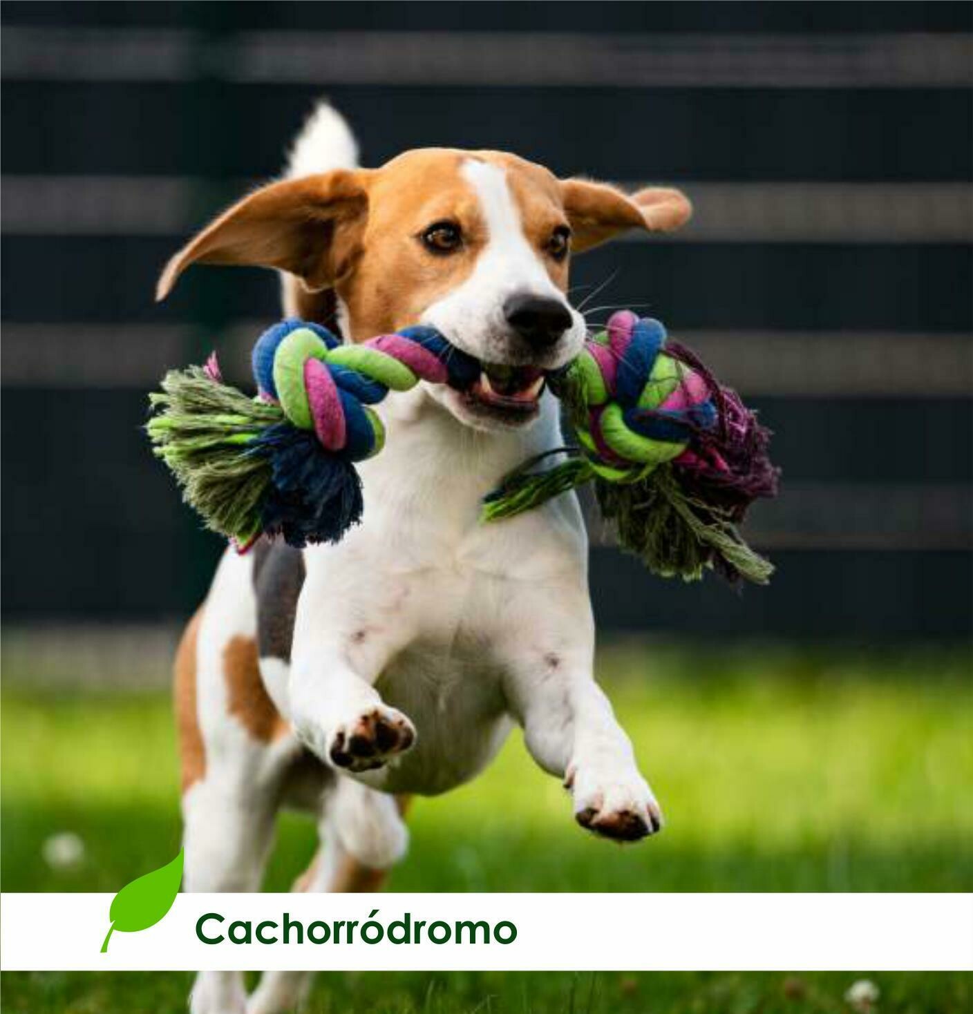 CACHORRÓDROMO, Vila Guilherme CACHORRÓDROMO, Vila Guilherme