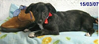 ADOTE UM FOCINHO