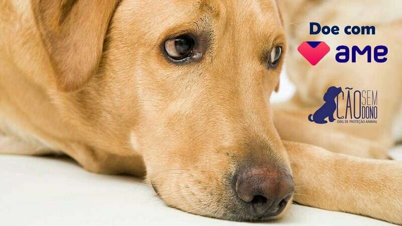 CÃO SEM DONO