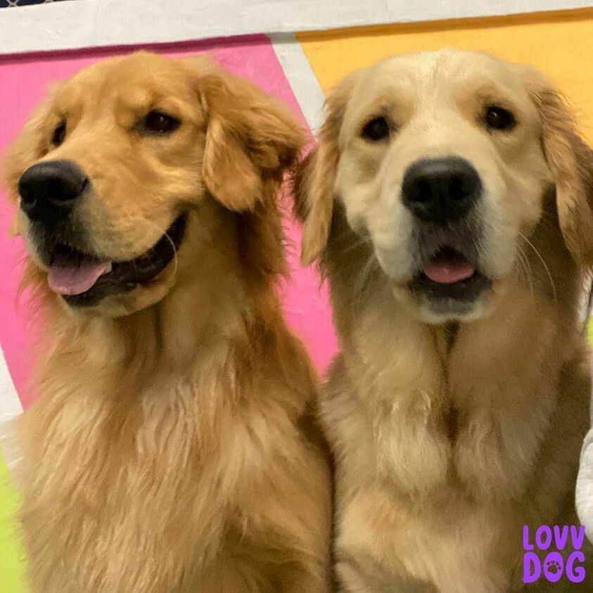 LOVVDOG DAY CARE E HOSPEDAGEM, Bela Vista LOVVDOG DAY CARE E HOSPEDAGEM, Bela Vista