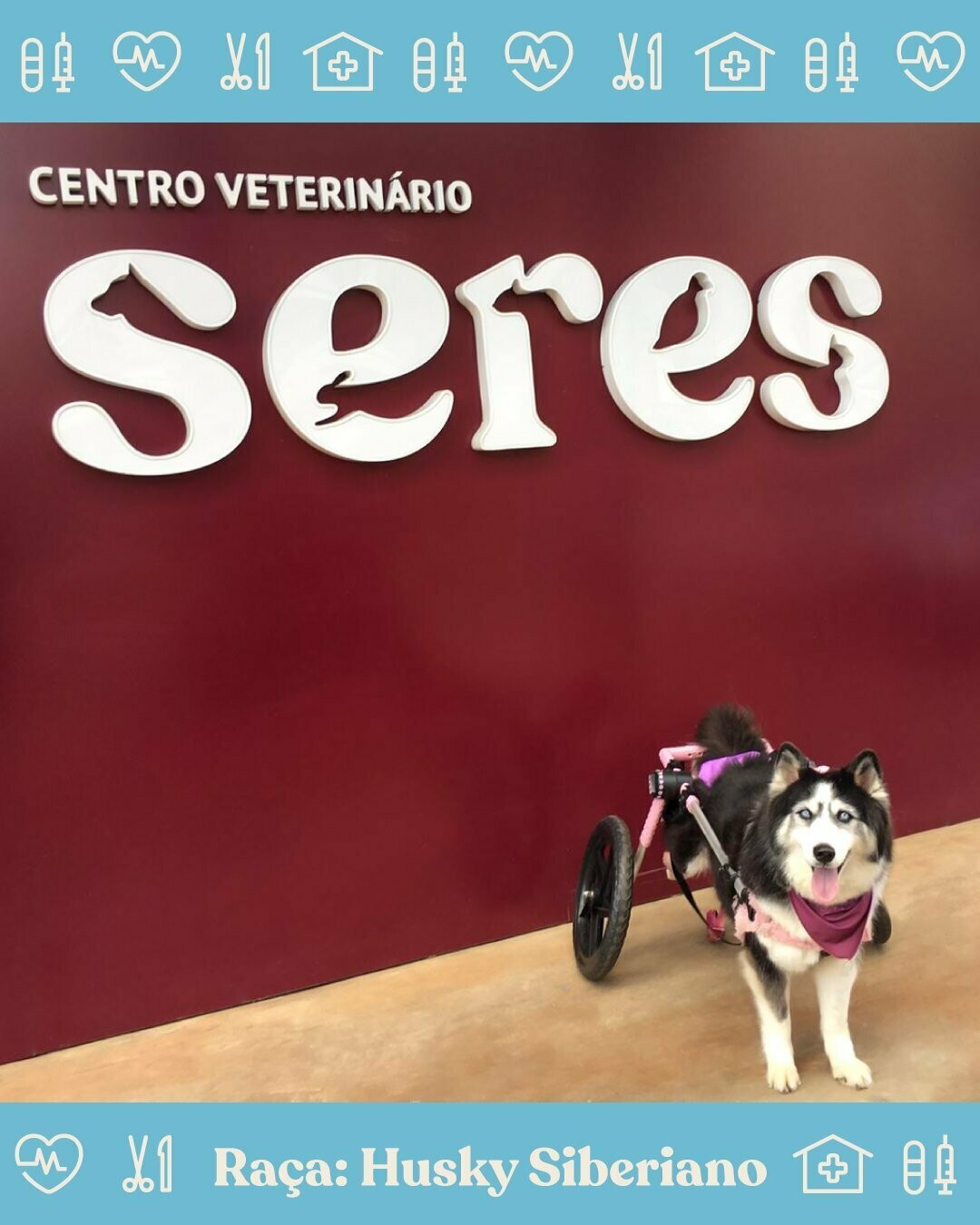 CENTRO VETERINÁRIO SERES, Vila Mariana CENTRO VETERINÁRIO SERES, Vila Mariana