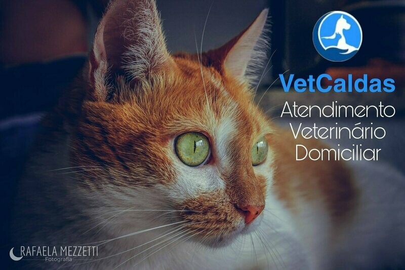 POLICLÍNICA VETERINÁRIA VET CALDAS, Consolação