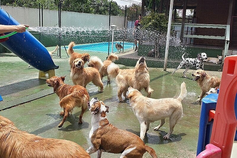 PLANET DOG RESORT, Brooklin PLANET DOG RESORT, Brooklin