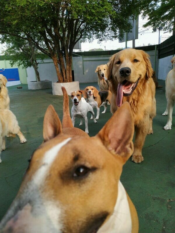 DOG SCHOOL, Ipiranga DOG SCHOOL, Ipiranga