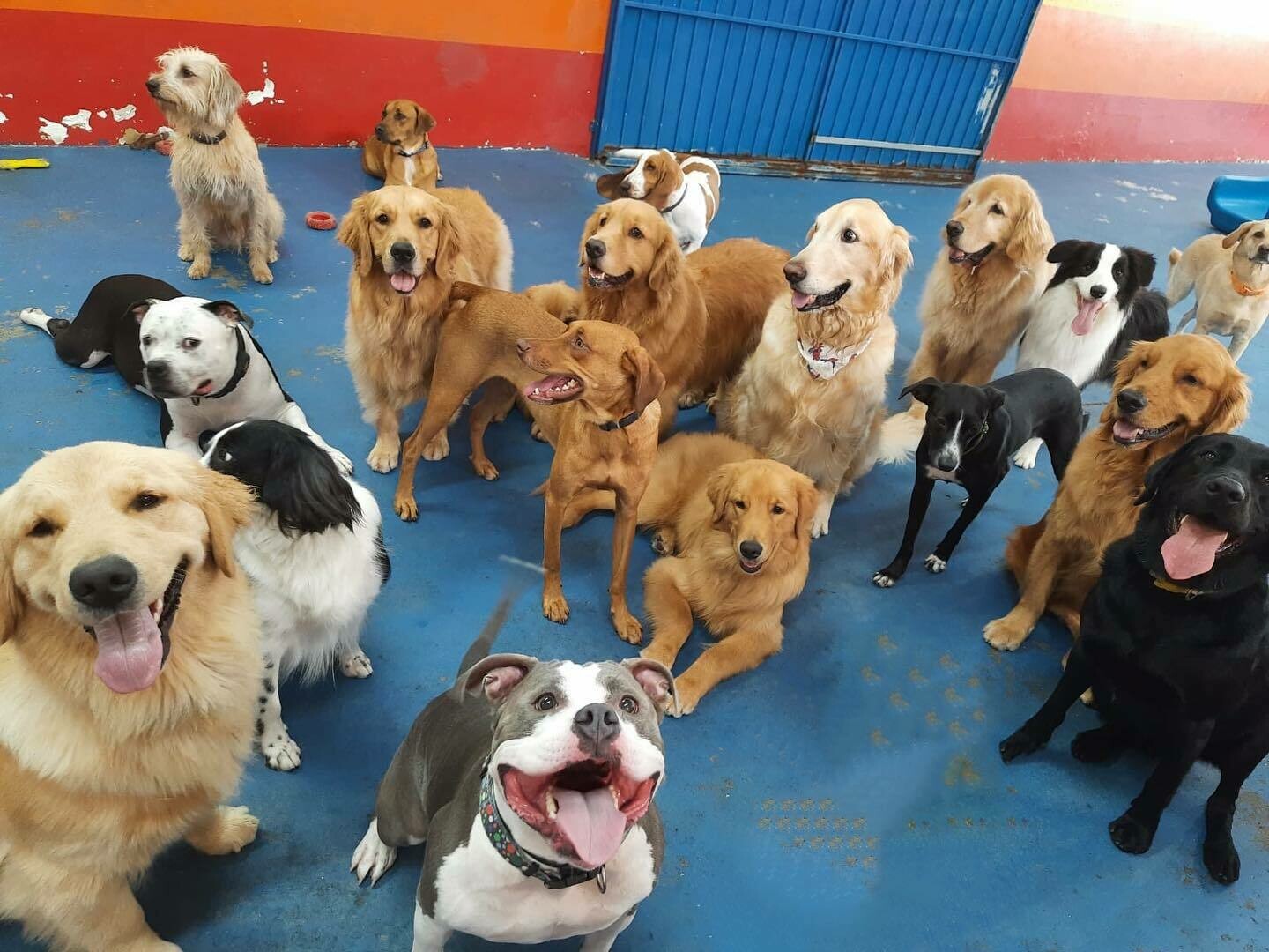 PATRULHA DOS CÃES, Moóca PATRULHA DOS CÃES, Moóca