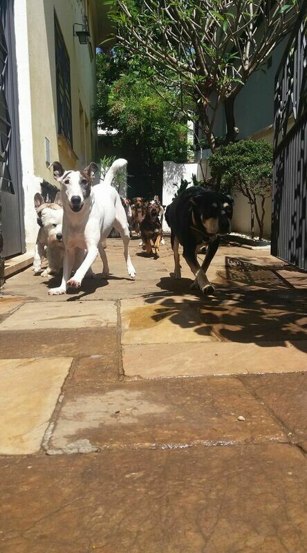 CRECHE E HOTEL PARA CÃES OSSOS DO OFÍCIO
Vila Mariana CRECHE E HOTEL PARA CÃES OSSOS DO OFÍCIO
Vila Mariana