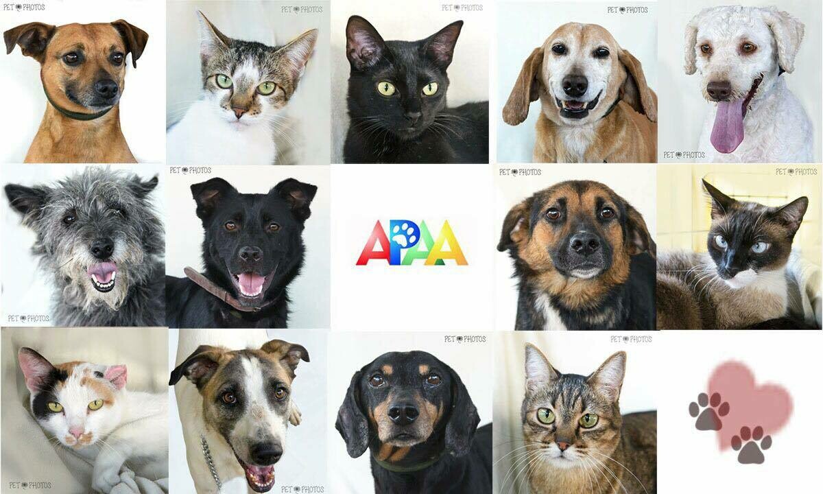 ASSOCIAÇÃO PAULISTA DE AUXÍLIO AOS ANIMAIS, Jardim Marajoara ASSOCIAÇÃO PAULISTA DE AUXÍLIO AOS ANIMAIS, Jardim Marajoara