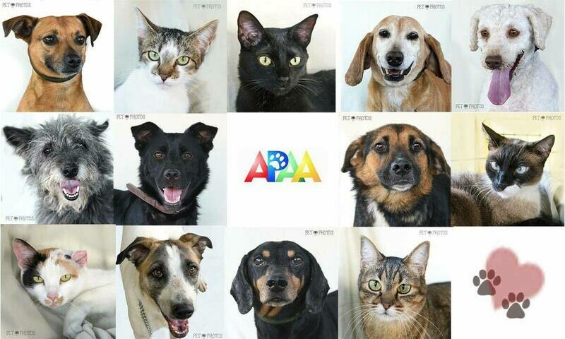 ASSOCIAÇÃO PAULISTA DE AUXÍLIO AOS ANIMAIS, Jardim Marajoara
