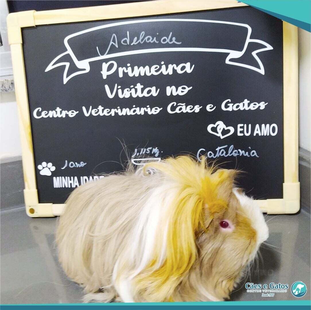 HOSPITAL VETERINÁRIO CÃES E GATOS 24 HORAS, Osasco HOSPITAL VETERINÁRIO CÃES E GATOS 24 HORAS, Osasco