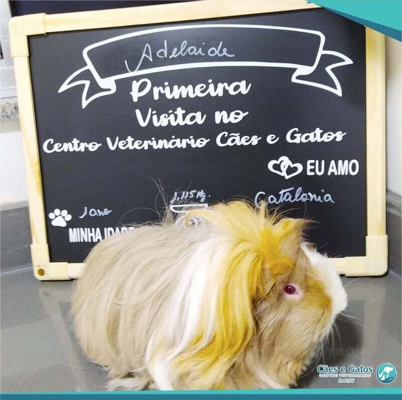 HOSPITAL VETERINÁRIO CÃES E GATOS 24 HORAS, Osasco HOSPITAL VETERINÁRIO CÃES E GATOS 24 HORAS, Osasco