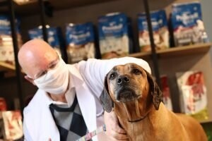 Migliano Vet Care, Higienópolis Migliano Vet Care, Higienópolis
