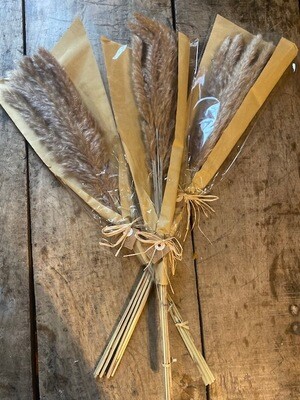 Preserved Pampas Bundles 