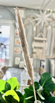 Pampas Grass