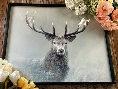 Black &amp; White Stag Photo