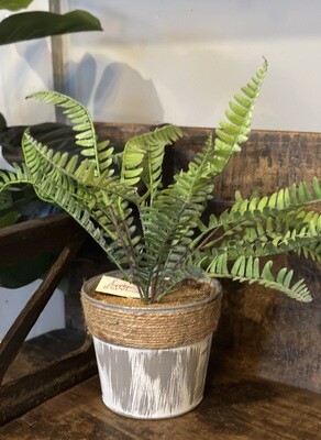 Potted Fern