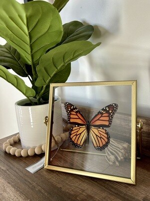 Butterfly Glass Decor Frame