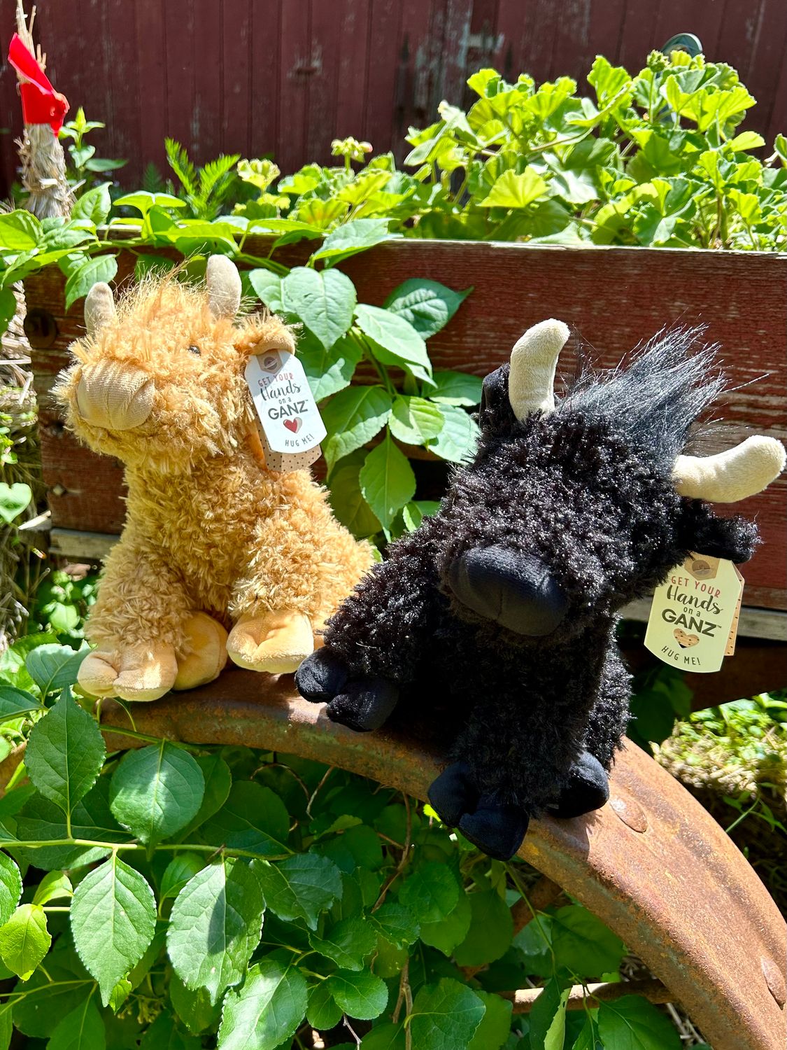 9.5&quot; Hennie Highland Cow