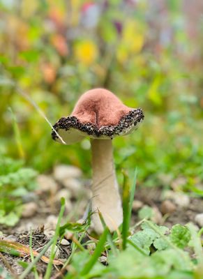 Polyester Foam Mushroom 