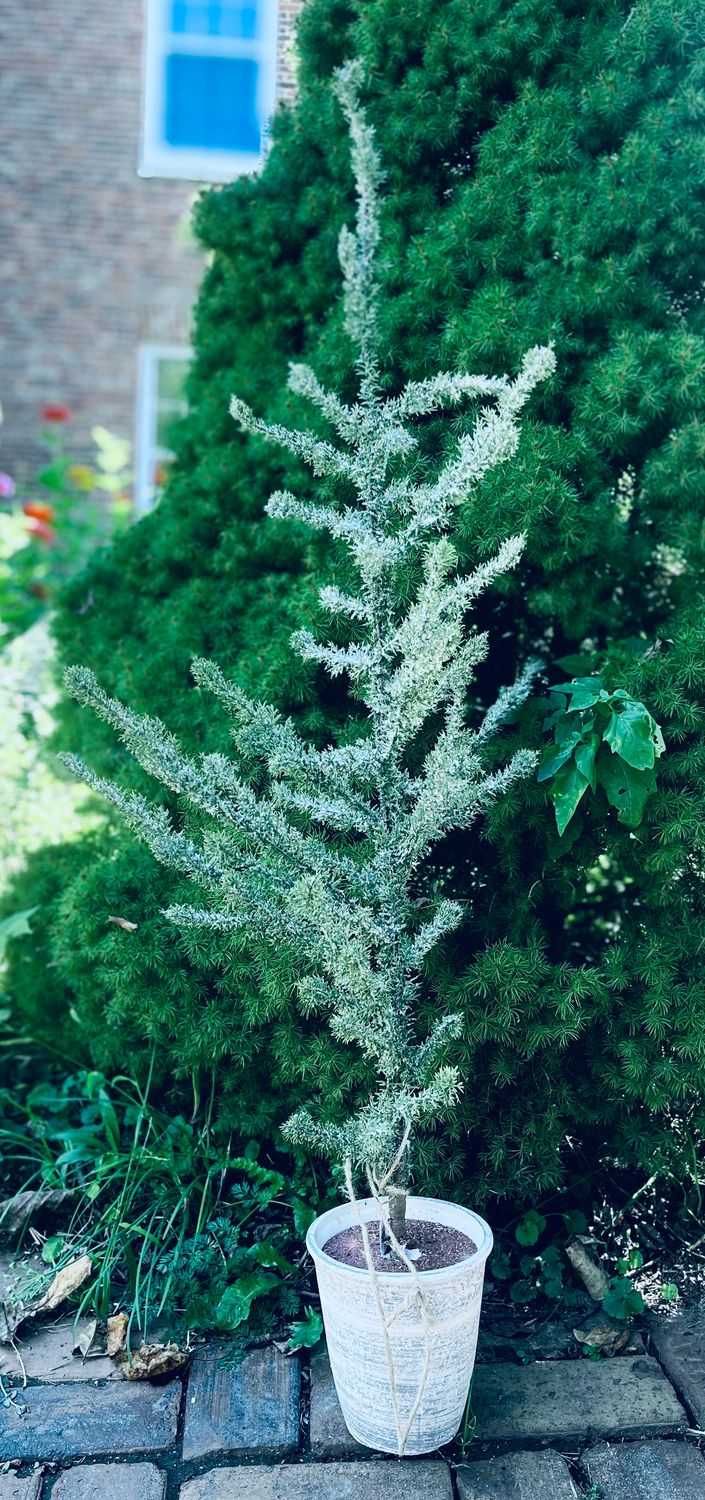 21.65 inch Twig Tree in Pot