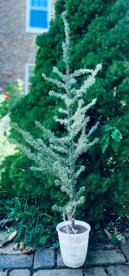 21.65 inch Twig Tree in Pot