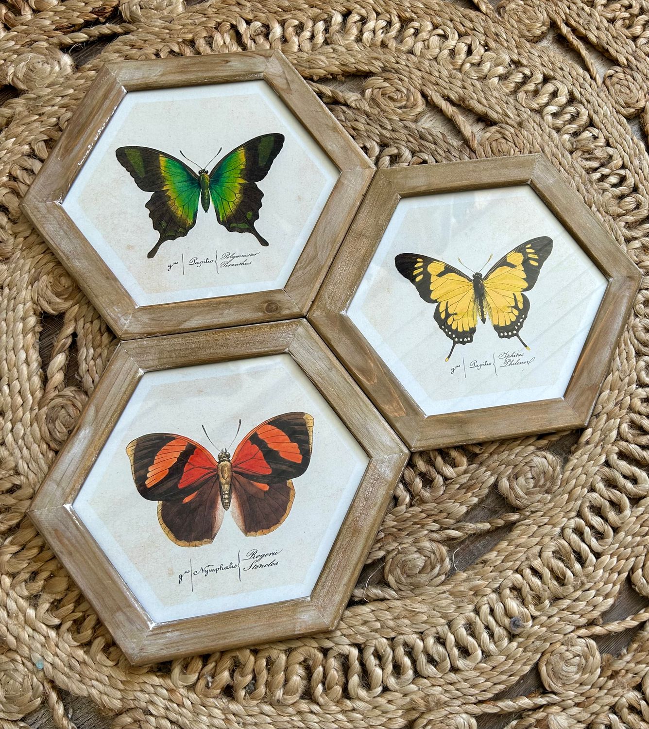 Hexagon Butterfly Frame