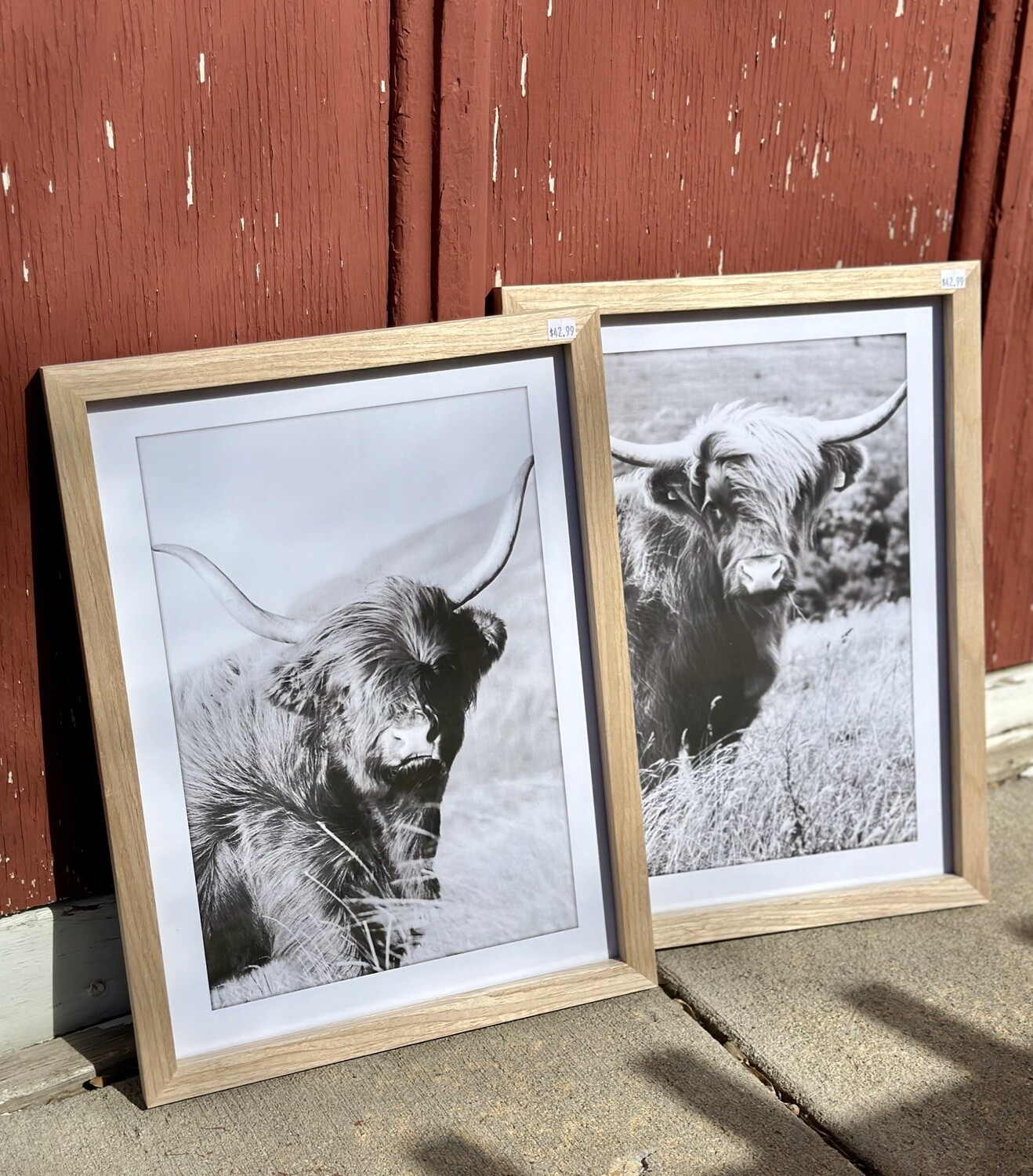 Highland Cow Framed Picture