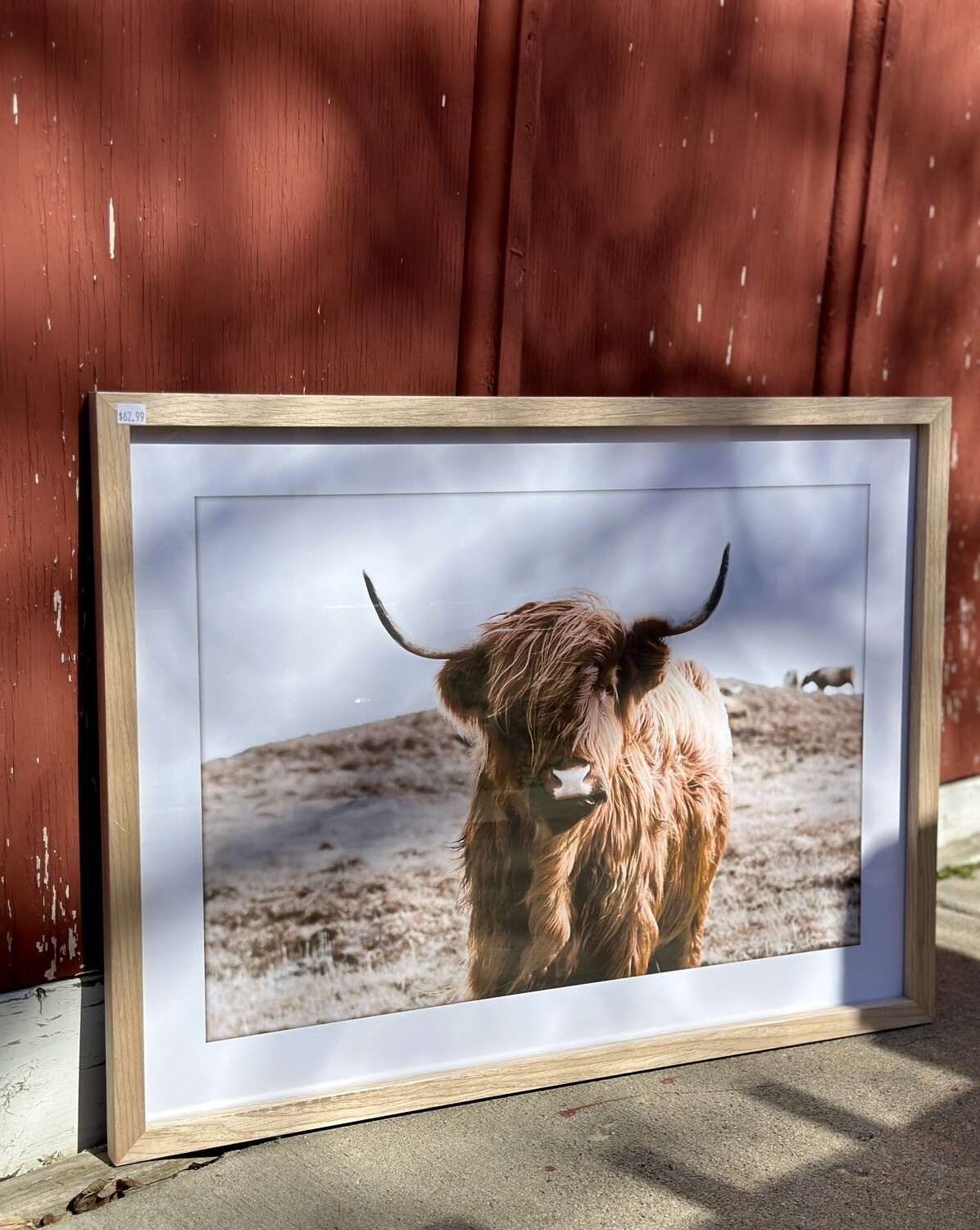Large Highland Cow Photograph