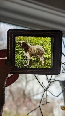 Photo slide lamb