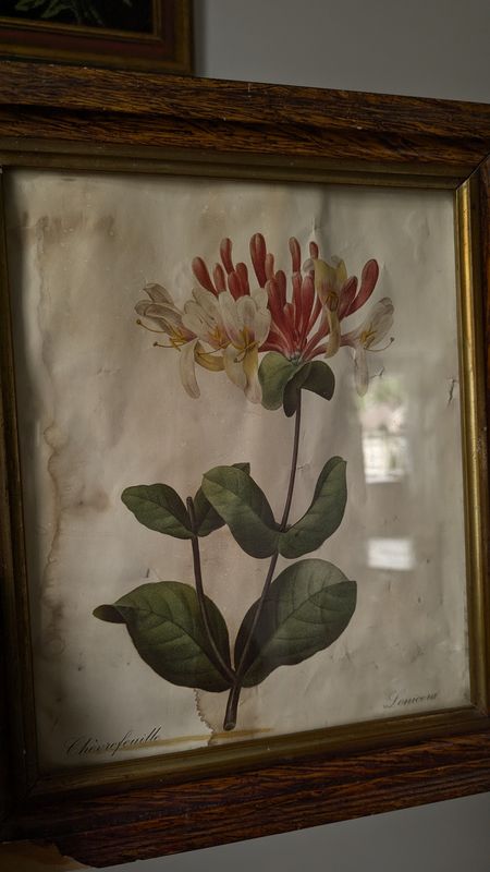 Chèvrefeuille print antique wood frame