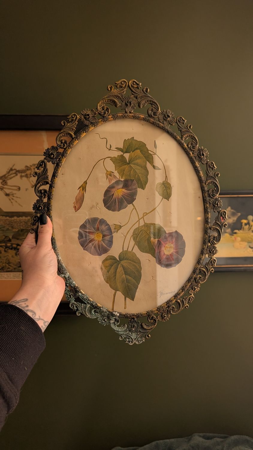 Morning glory ornate frame vintage illustration