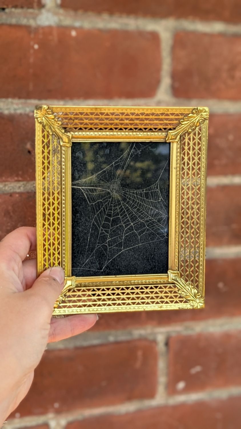 Real preserved spider web