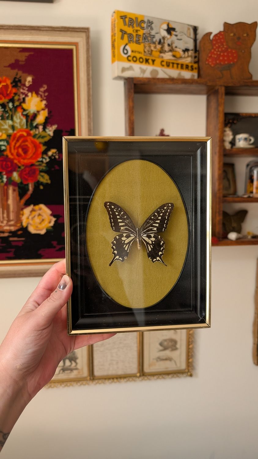 Real framed citrus papilio