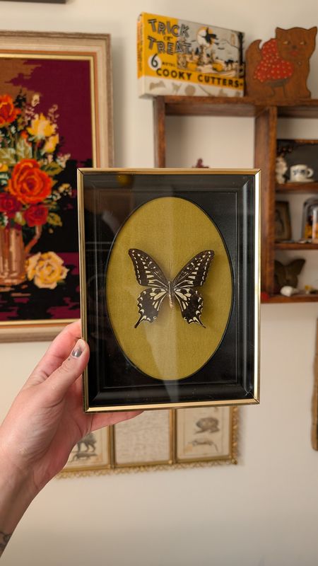 Real framed citrus papilio