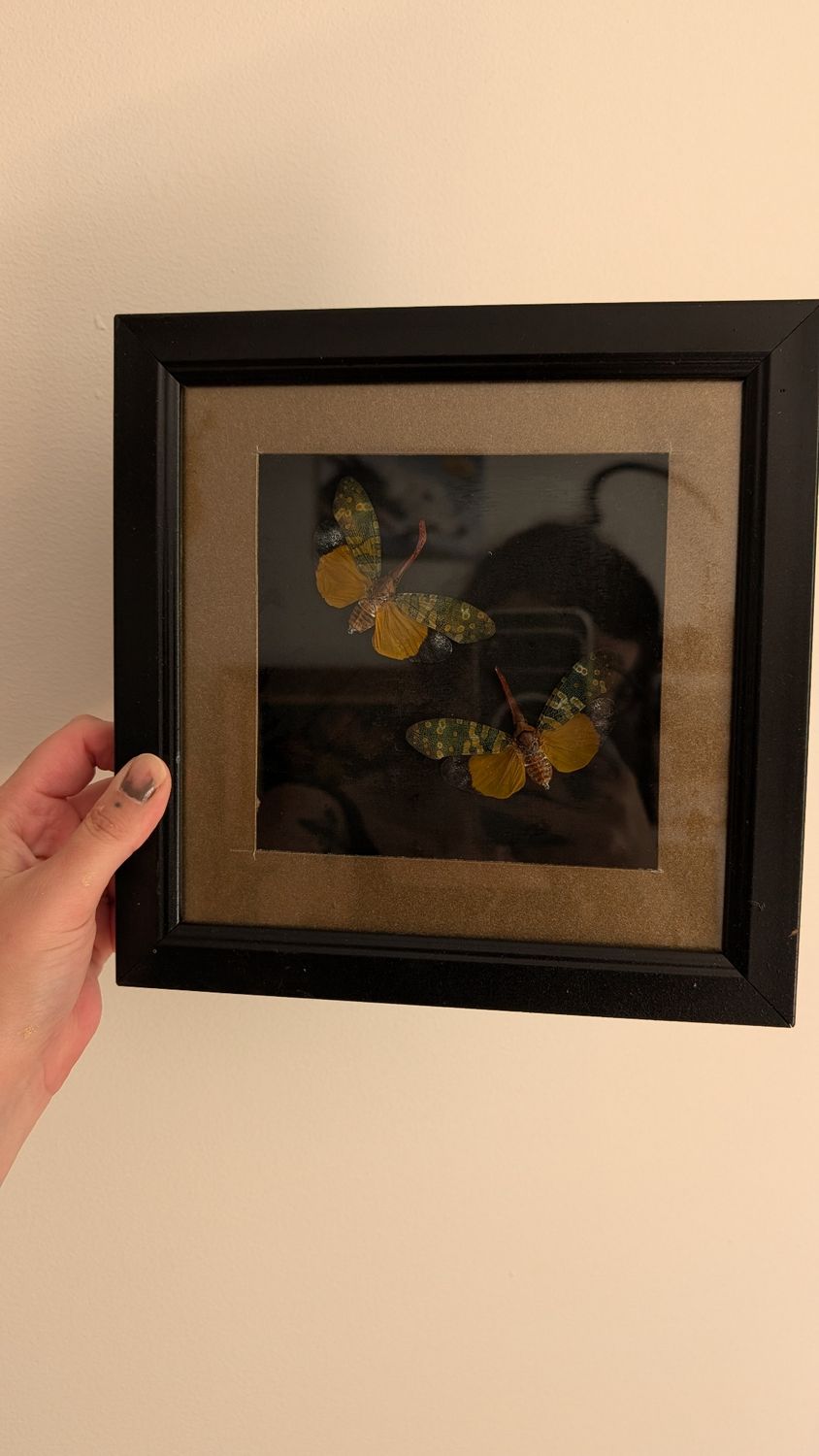 Real framed Lanternfly